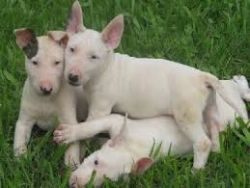 três filhotes de cachorro de bull terrier para adoção.